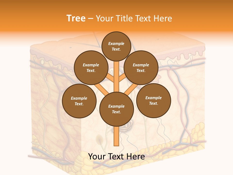 Granulosum Clip Art Cross Section PowerPoint Template
