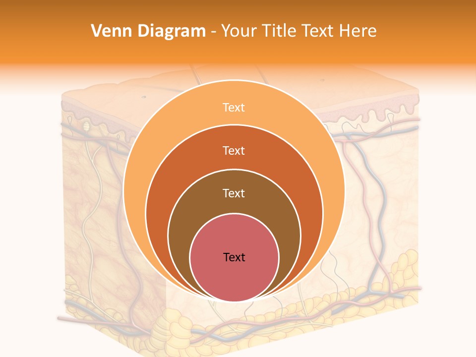 Granulosum Clip Art Cross Section PowerPoint Template