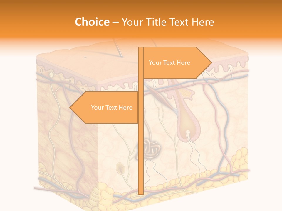 Granulosum Clip Art Cross Section PowerPoint Template