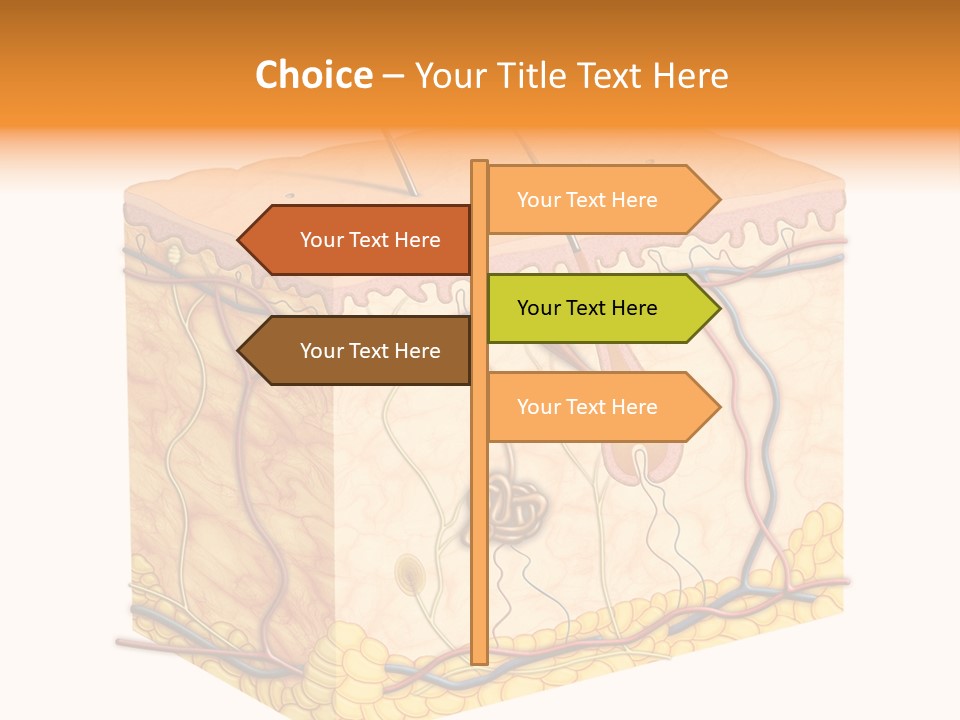 Granulosum Clip Art Cross Section PowerPoint Template