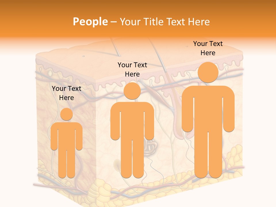 Granulosum Clip Art Cross Section PowerPoint Template