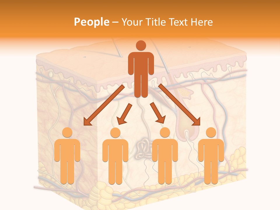 Granulosum Clip Art Cross Section PowerPoint Template