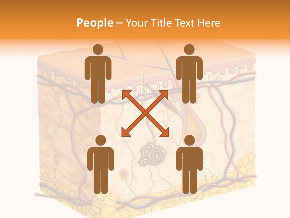 Granulosum Clip Art Cross Section PowerPoint Template