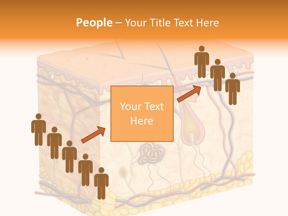 Granulosum Clip Art Cross Section PowerPoint Template
