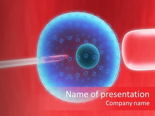 Egg Human Impregnation PowerPoint Template