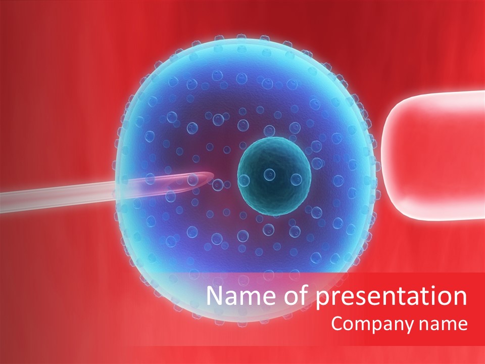 Egg Human Impregnation PowerPoint Template