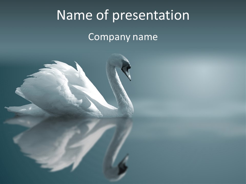 Haze Beautiful Swan PowerPoint Template