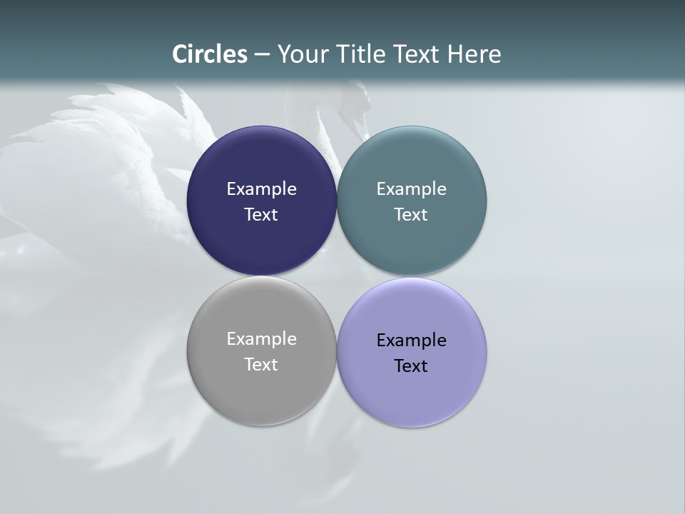 Haze Beautiful Swan PowerPoint Template