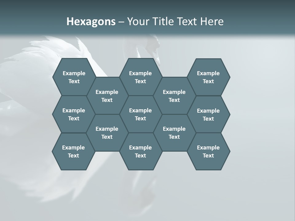 Haze Beautiful Swan PowerPoint Template