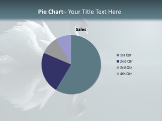 Haze Beautiful Swan PowerPoint Template