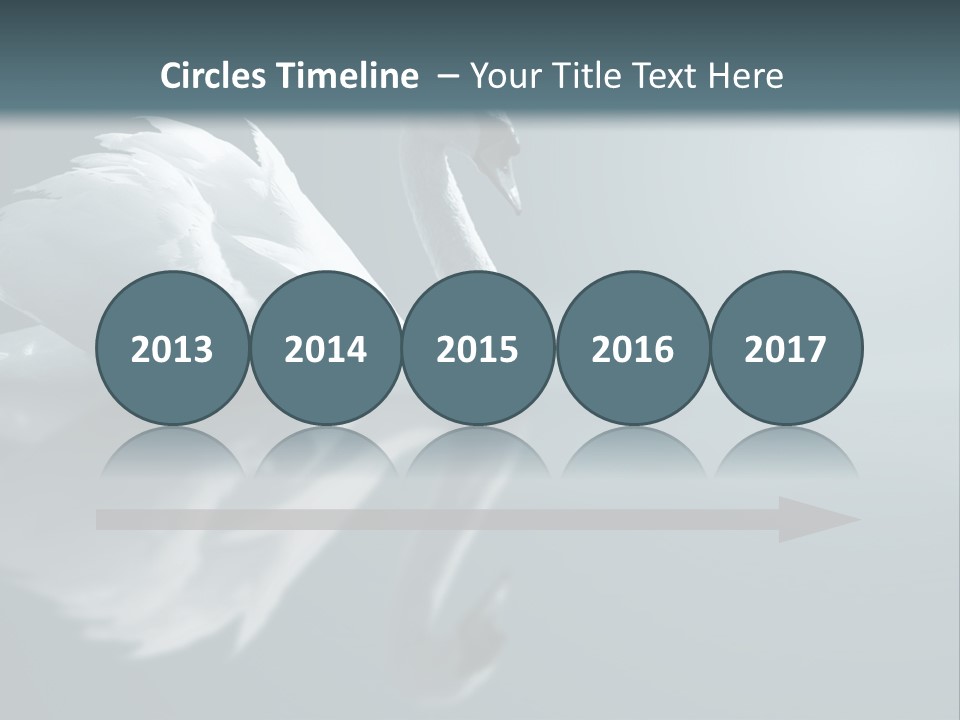 Haze Beautiful Swan PowerPoint Template