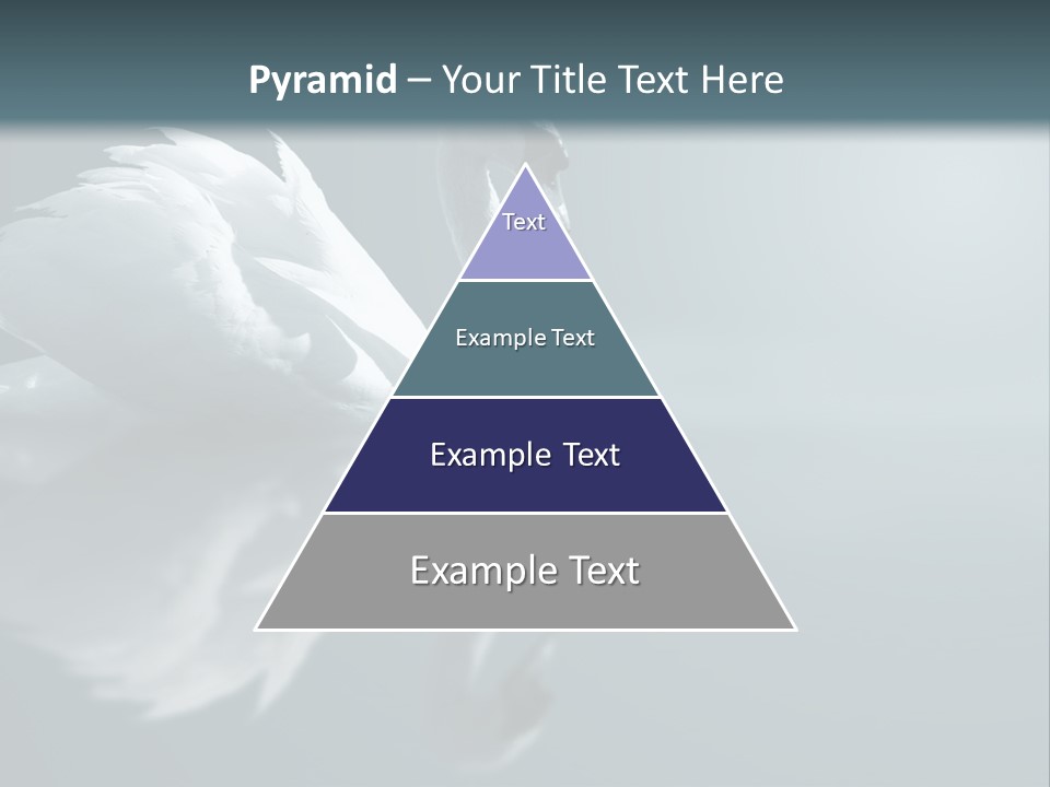 Haze Beautiful Swan PowerPoint Template