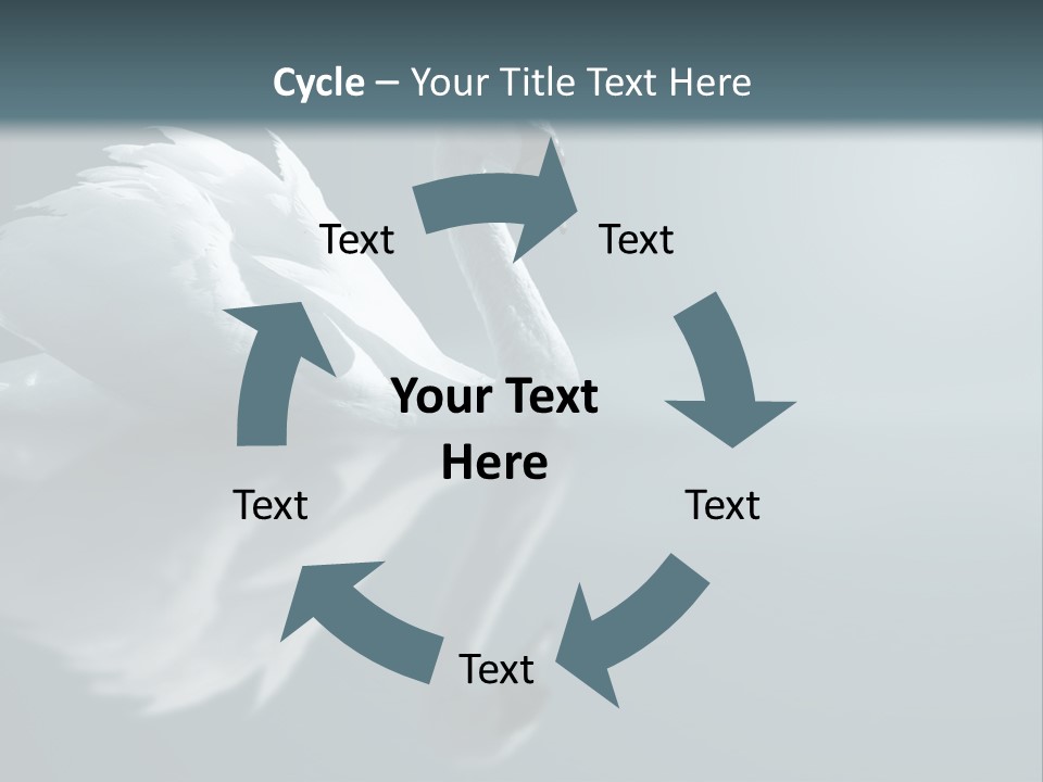 Haze Beautiful Swan PowerPoint Template