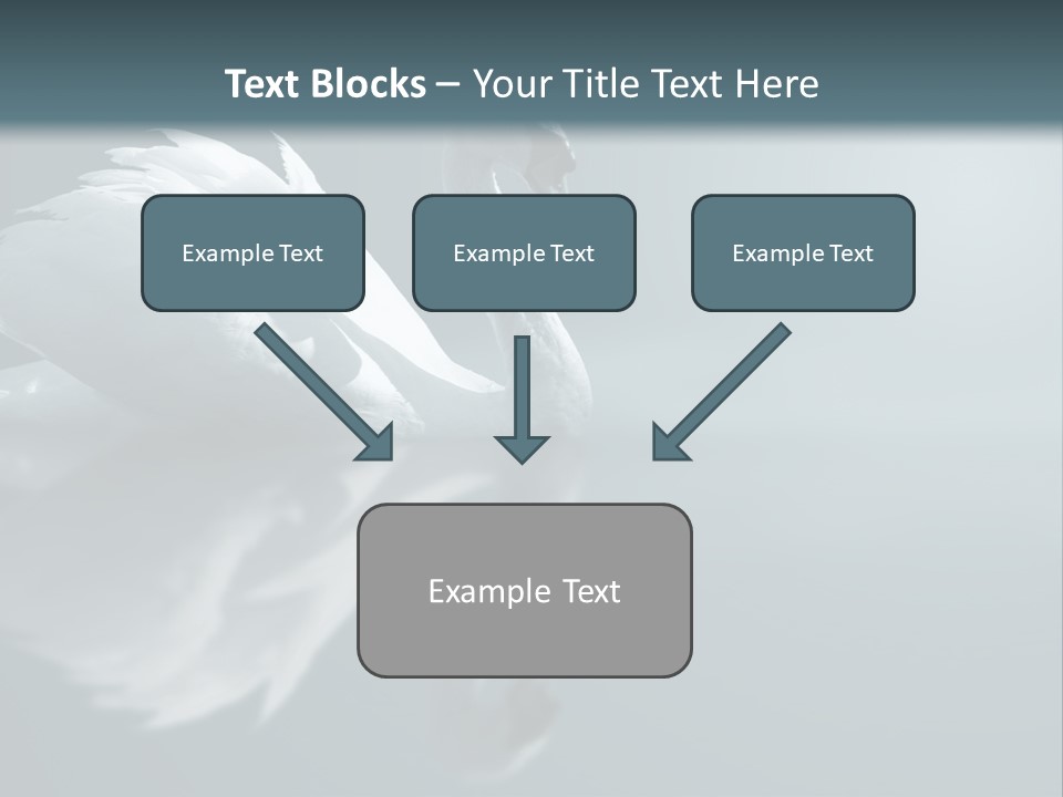 Haze Beautiful Swan PowerPoint Template