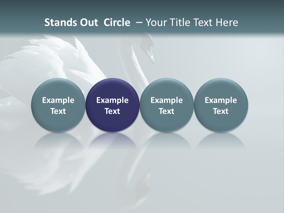 Haze Beautiful Swan PowerPoint Template