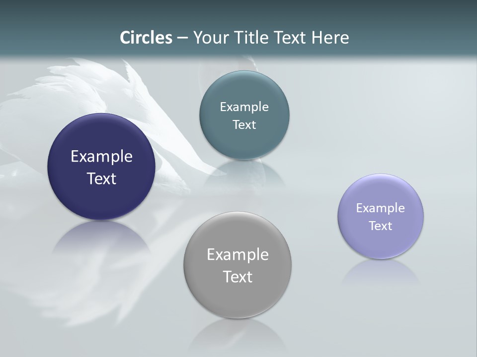 Haze Beautiful Swan PowerPoint Template