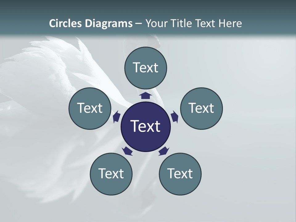 Haze Beautiful Swan PowerPoint Template