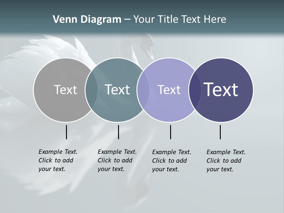 Haze Beautiful Swan PowerPoint Template