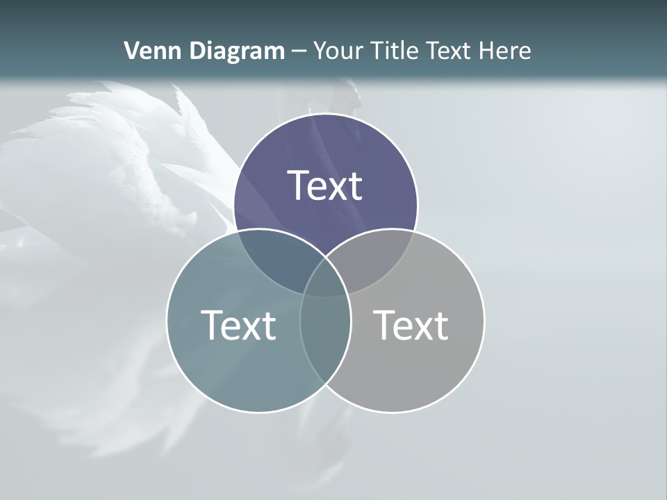 Haze Beautiful Swan PowerPoint Template