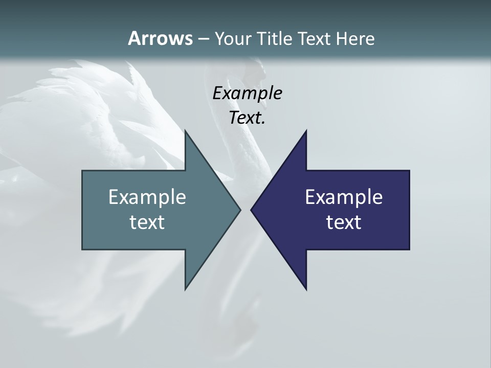 Haze Beautiful Swan PowerPoint Template