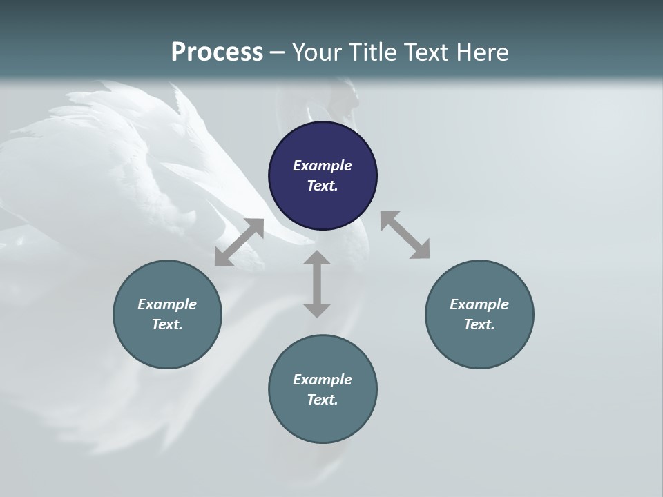 Haze Beautiful Swan PowerPoint Template