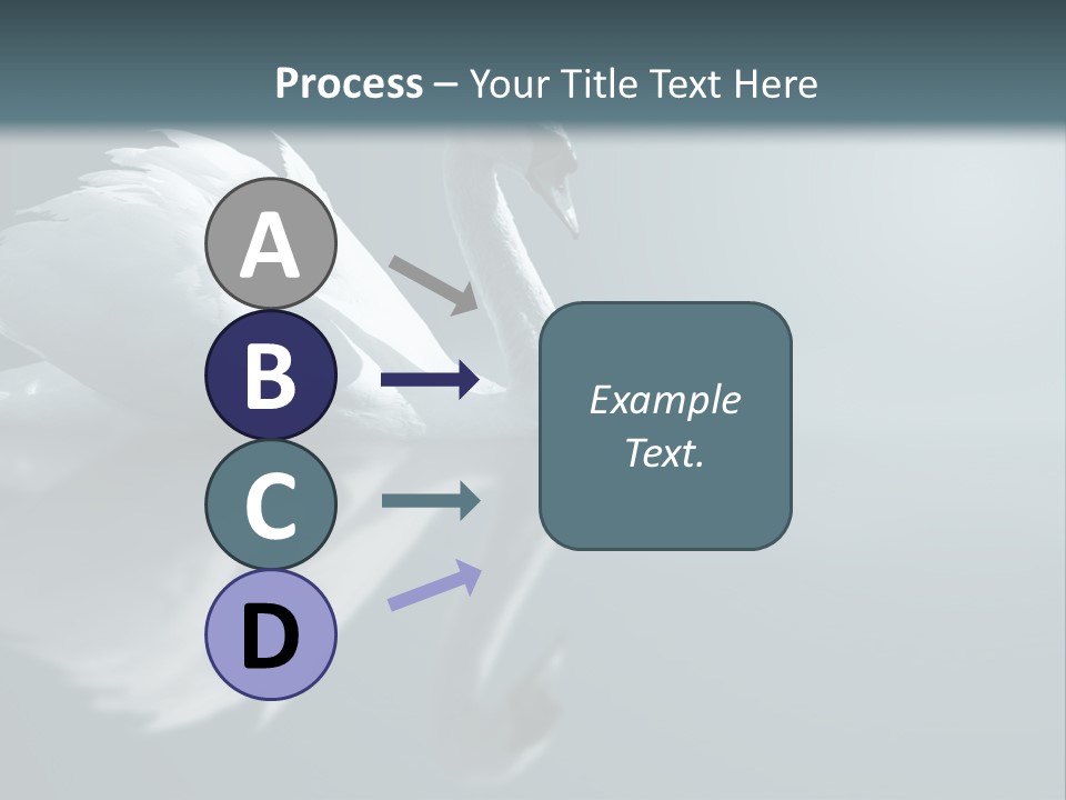 Haze Beautiful Swan PowerPoint Template
