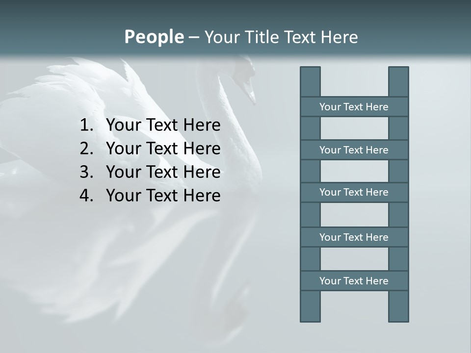 Haze Beautiful Swan PowerPoint Template