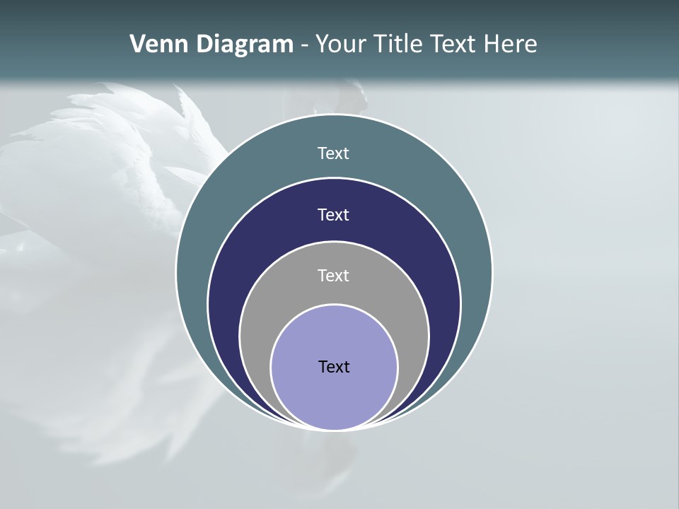 Haze Beautiful Swan PowerPoint Template