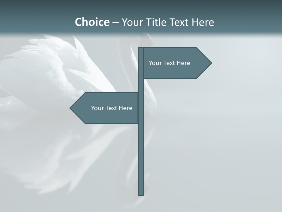 Haze Beautiful Swan PowerPoint Template