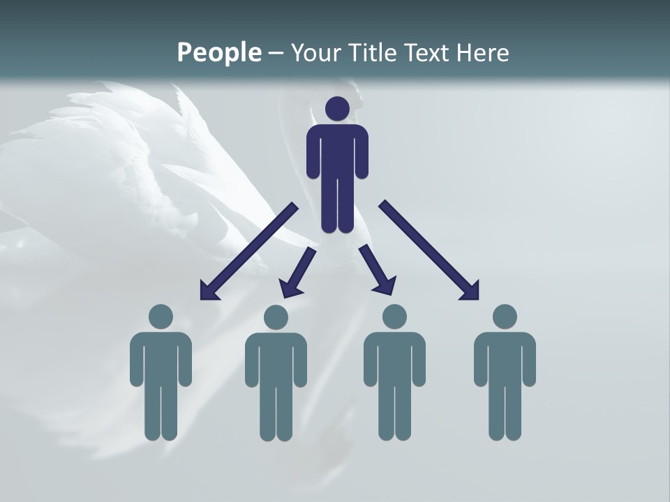 Haze Beautiful Swan PowerPoint Template