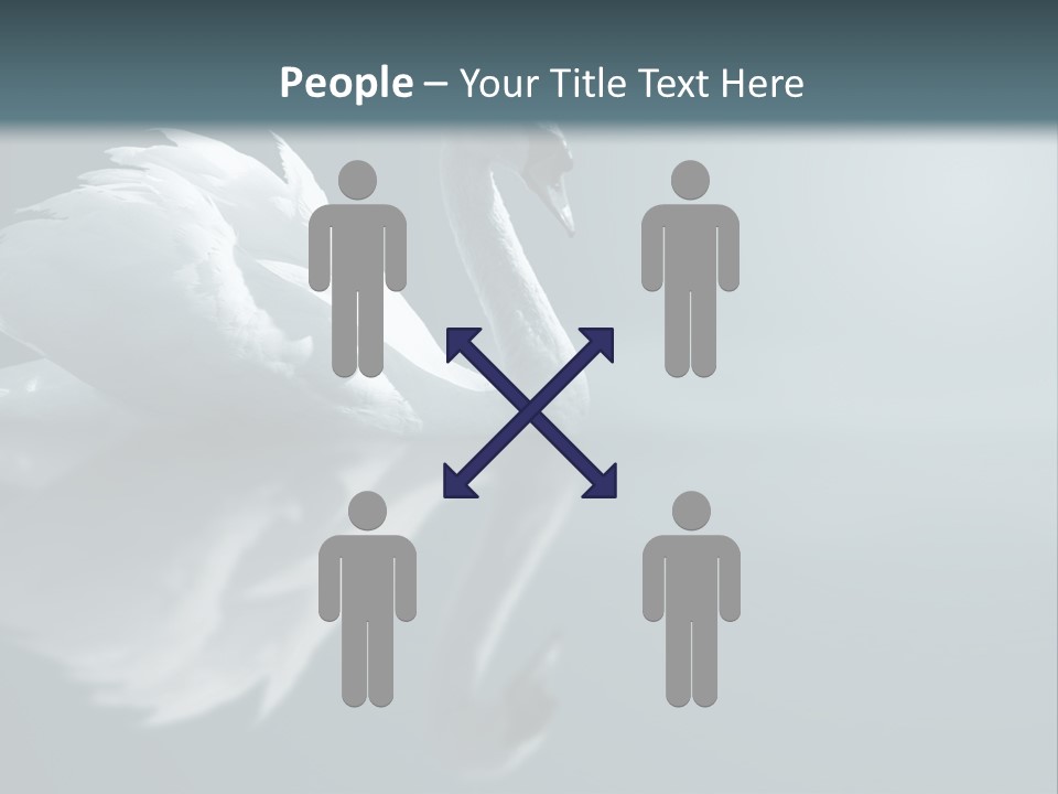 Haze Beautiful Swan PowerPoint Template