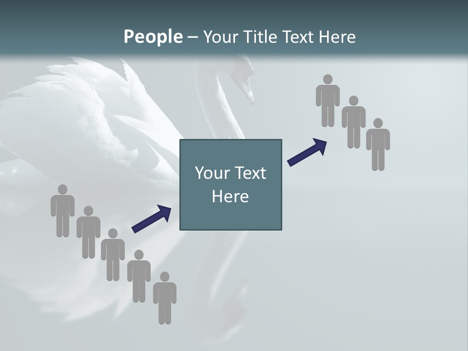 Haze Beautiful Swan PowerPoint Template