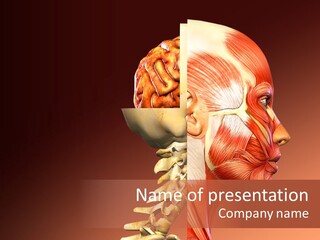 Skeleton Medic Tendon PowerPoint Template