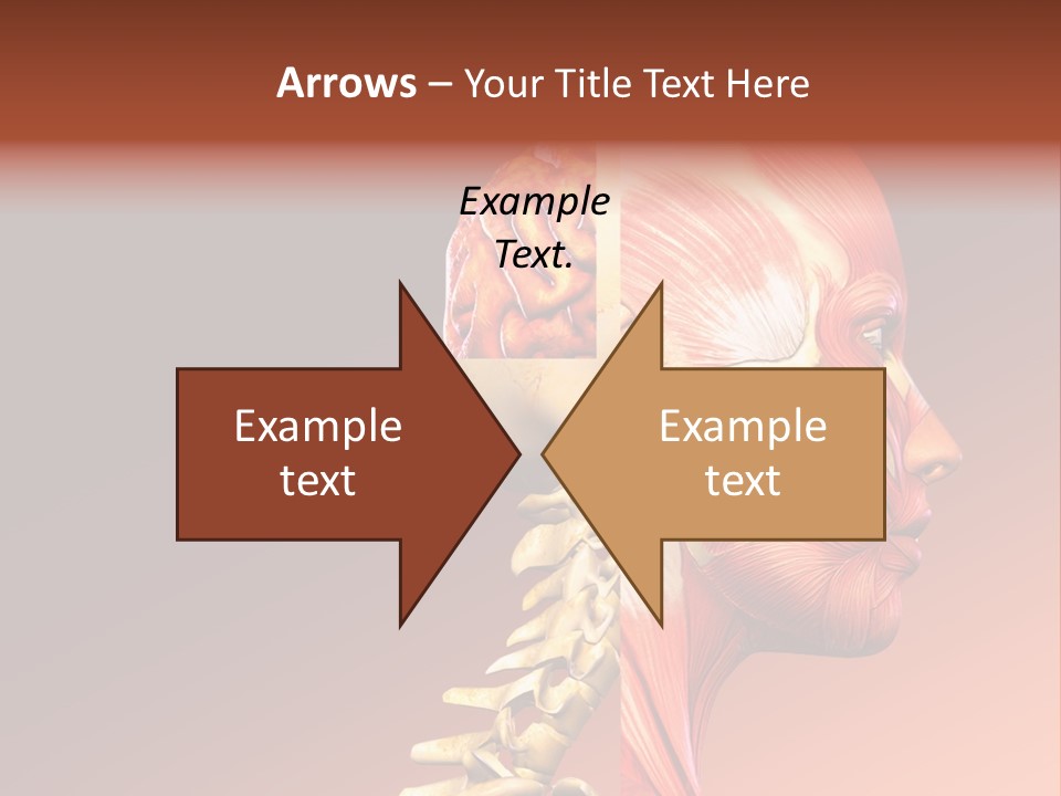 Skeleton Medic Tendon PowerPoint Template