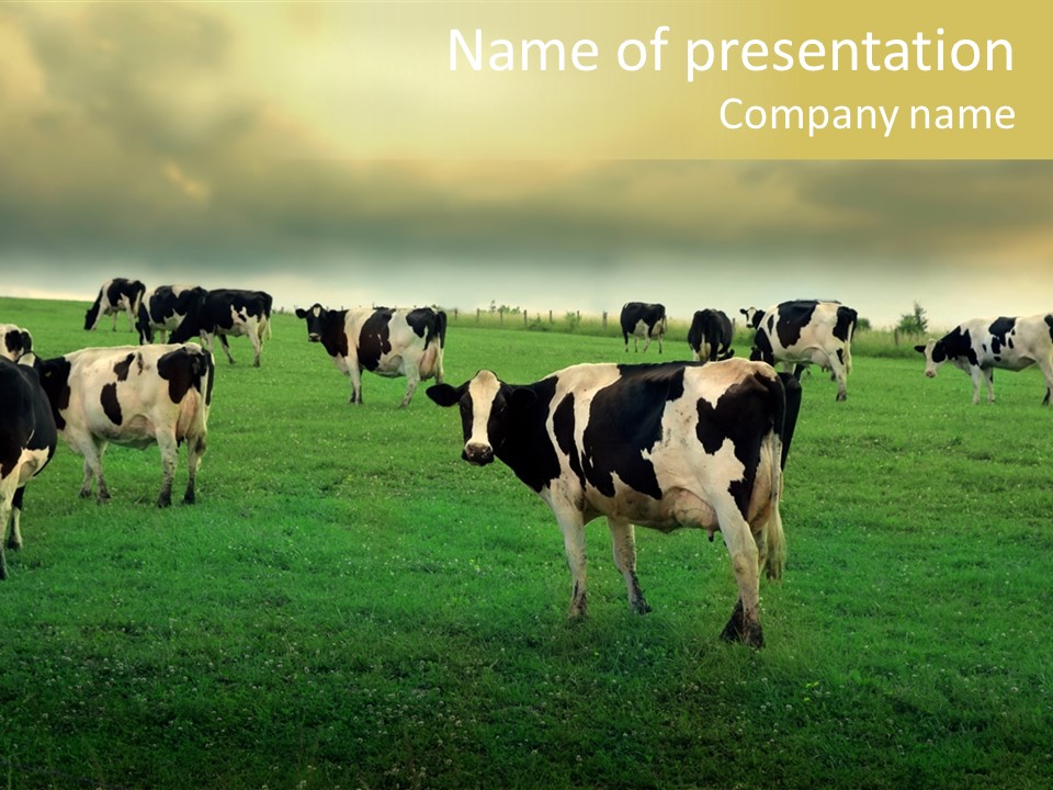 Meadow Farmland Grazing PowerPoint Template