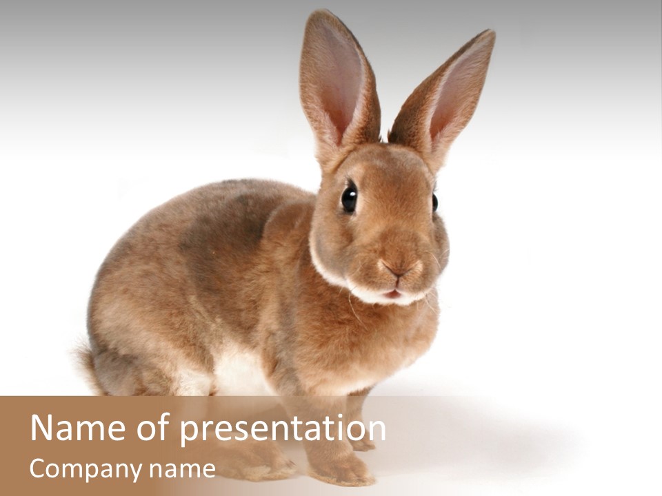 Whiskers Animal Rabbit PowerPoint Template