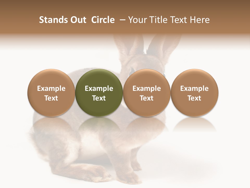 Whiskers Animal Rabbit PowerPoint Template