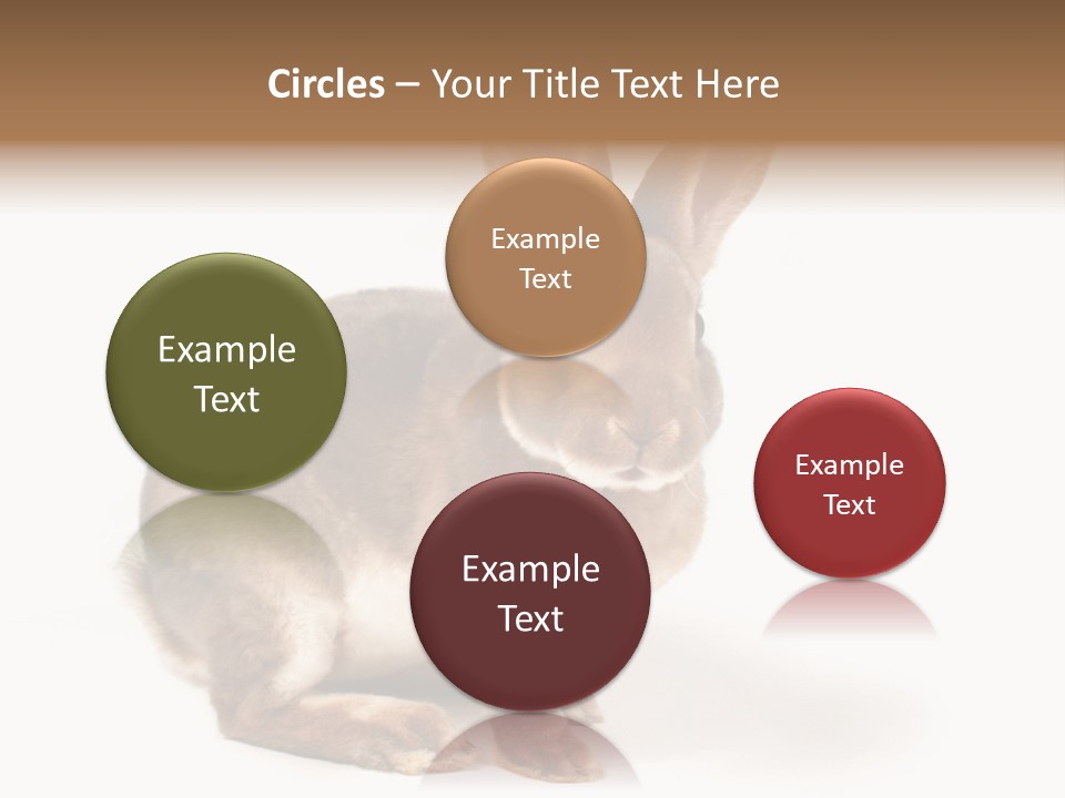 Whiskers Animal Rabbit PowerPoint Template