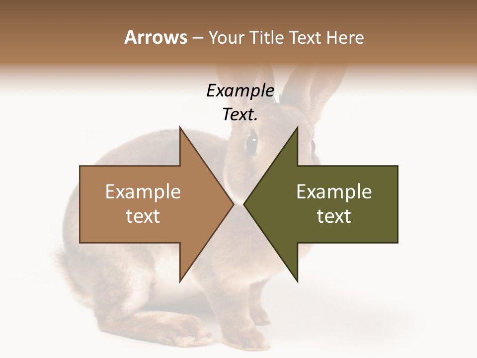 Whiskers Animal Rabbit PowerPoint Template