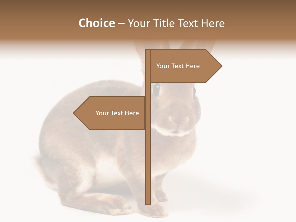 Whiskers Animal Rabbit PowerPoint Template