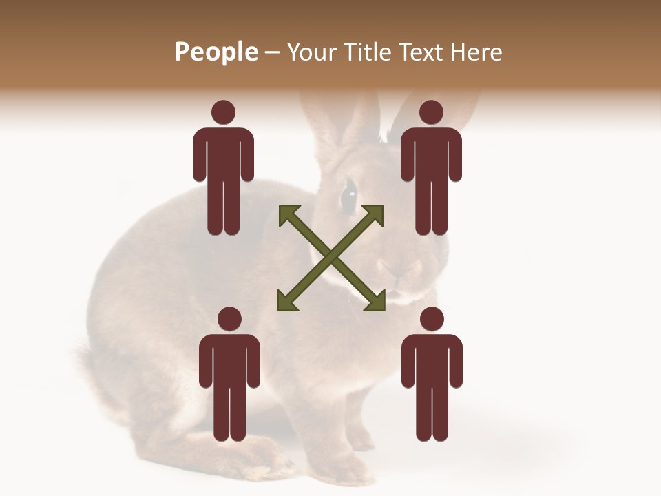 Whiskers Animal Rabbit PowerPoint Template