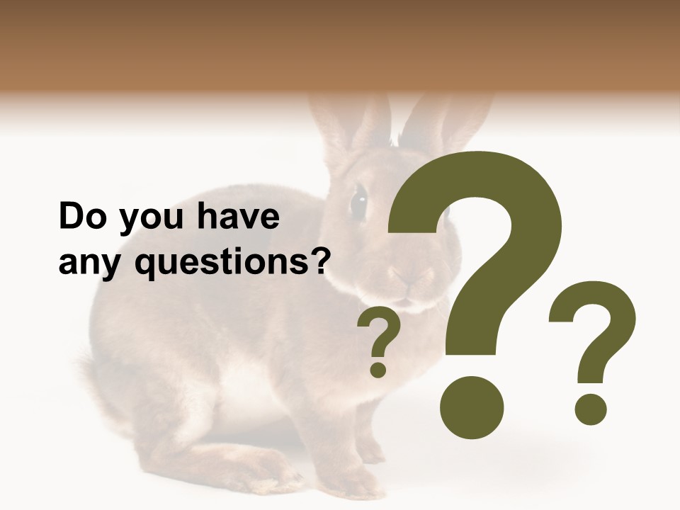 Whiskers Animal Rabbit PowerPoint Template