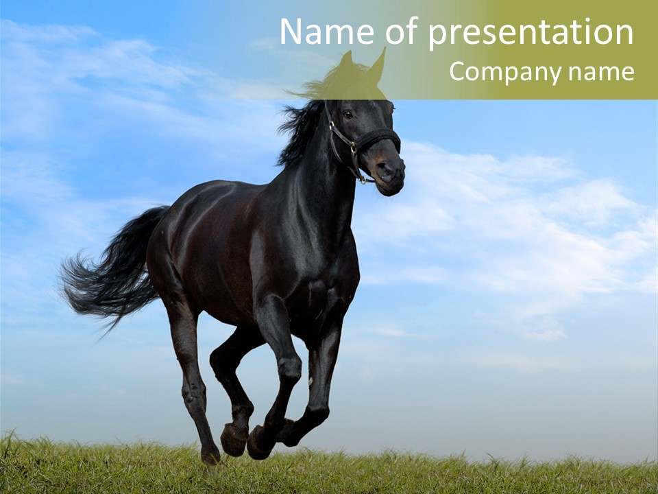 Event Fast Horse Horse PowerPoint Template