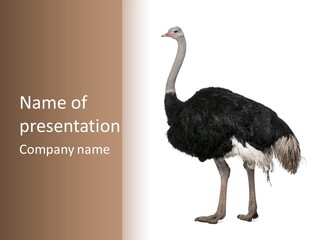 Nature Wild Shot PowerPoint Template