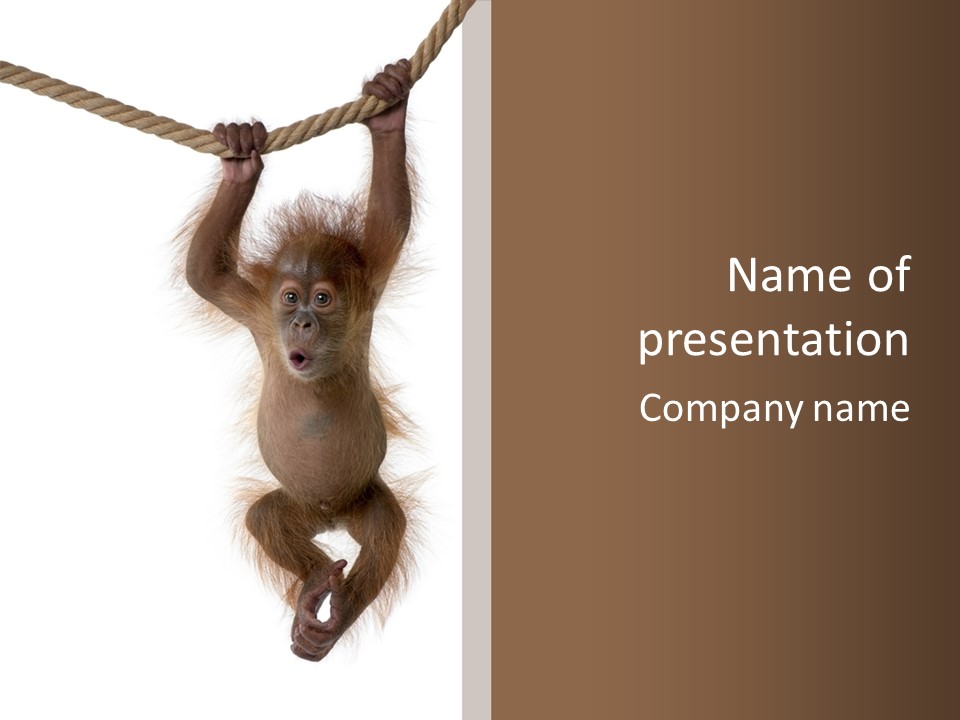 Indoors White Young Animal PowerPoint Template