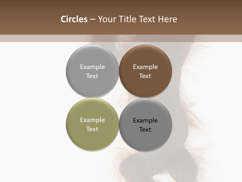 Indoors White Young Animal PowerPoint Template