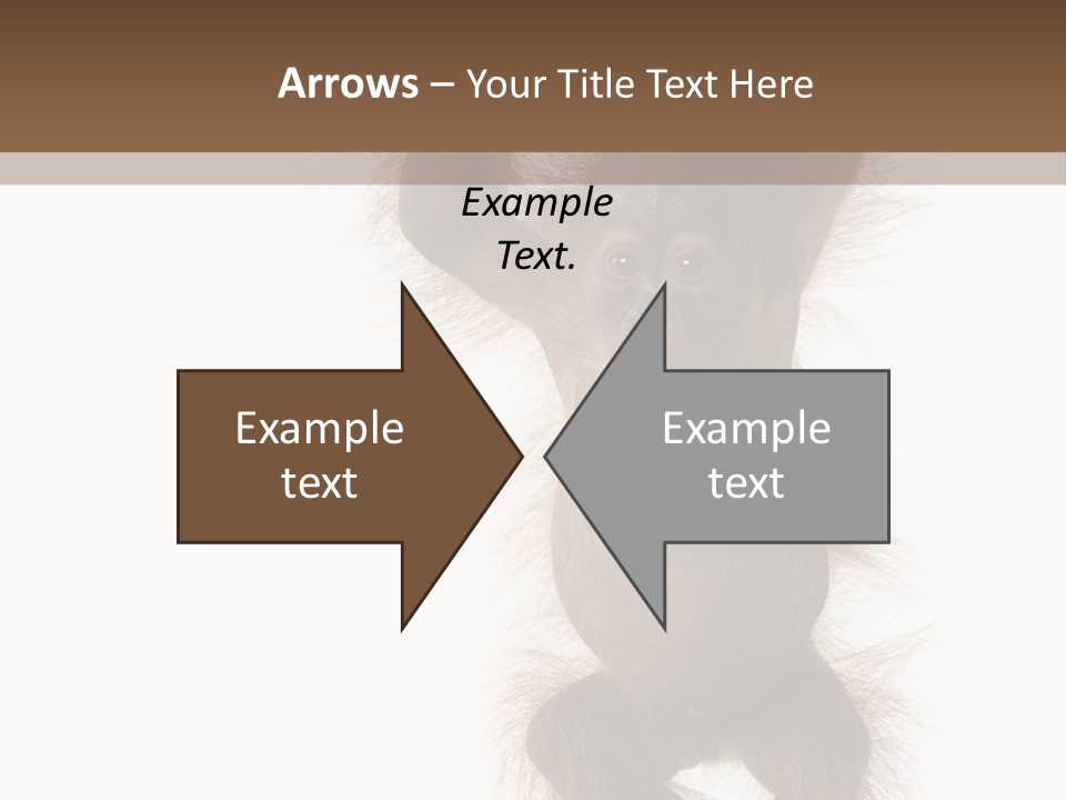 Indoors White Young Animal PowerPoint Template