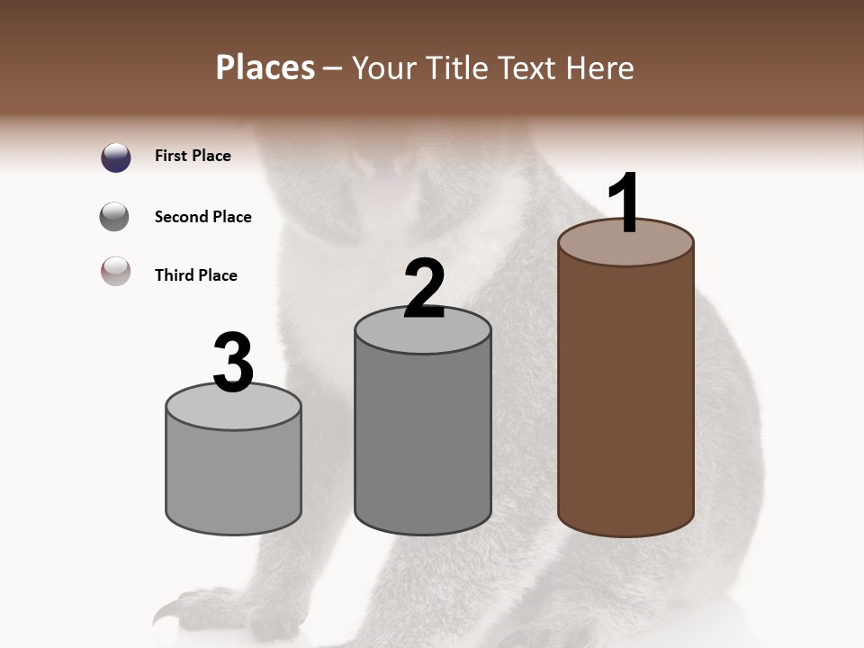 Phascolarctos Square Image Cut Out PowerPoint Template