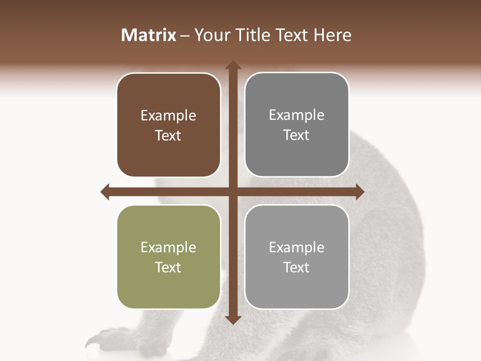 Phascolarctos Square Image Cut Out PowerPoint Template