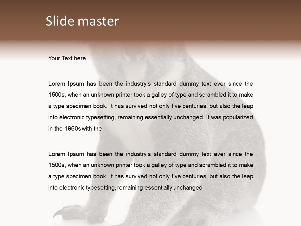 Phascolarctos Square Image Cut Out PowerPoint Template